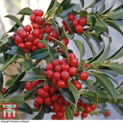 Holly 'Green Alaska' 15 Holly 'Green Alaska' -Cheap Tree Foliage Store ilex gree a