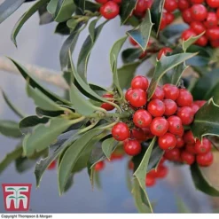 Holly 'Green Alaska' 16 Holly 'Green Alaska' -Cheap Tree Foliage Store ilex gree b