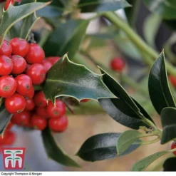 Holly 'Green Alaska' 17 Holly 'Green Alaska' -Cheap Tree Foliage Store ilex gree c