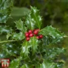 Holly 'Green Alaska' -Cheap Tree Foliage Store ilex gree d