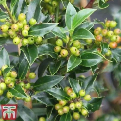 Holly 'Green Alaska' 18 Holly 'Green Alaska' -Cheap Tree Foliage Store ilex gree f