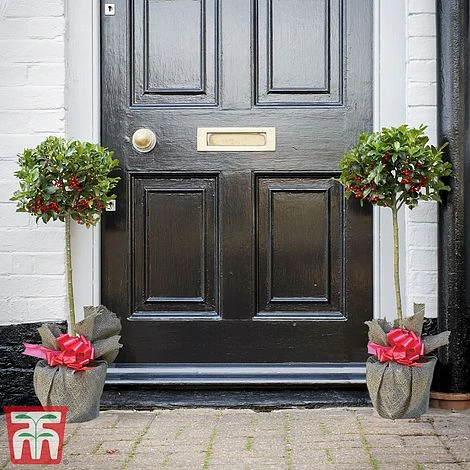 Holly 'Green Alaska' 4 Holly 'Green Alaska' - Image 2