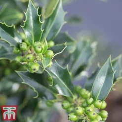 Holly 'Green Alaska' 19 Holly 'Green Alaska' -Cheap Tree Foliage Store ilex green e
