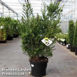 Ilex Crenata 'Dark Green' -Cheap Tree Foliage Store ilexdarkgreen10L
