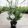 Ilex Crenata 'Dark Green' -Cheap Tree Foliage Store ilexdarkgreen5L