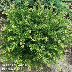 Ilex Crenata 'Glorie Dwarf' -Cheap Tree Foliage Store ilexglorie