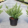 Ilex Crenata 'Glorie Dwarf' -Cheap Tree Foliage Store ilexglorie3L