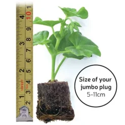 Begonia 'Fragrant Falls Improved™ - Apricot Delight' -Cheap Tree Foliage Store jumboplugsize80