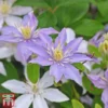 Clematis 'Justa' 1 Clematis 'Justa' -Cheap Tree Foliage Store justa4