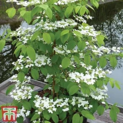 Viburnum Plicatum F. Tomentosum 'Kilimanjaro' -Cheap Tree Foliage Store kili3