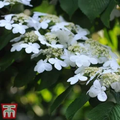 Viburnum Plicatum F. Tomentosum 'Kilimanjaro' -Cheap Tree Foliage Store kili4