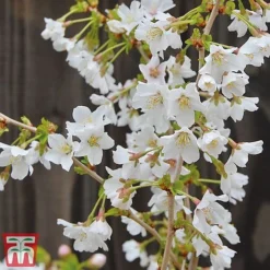 Prunus Incisa 'Kojo-No-Mai' -Cheap Tree Foliage Store kojo3