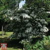 Cornus Kousa 'Teutonia' 1 Cornus Kousa 'Teutonia' -Cheap Tree Foliage Store kou2