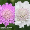 Scabious 'Kudos Collection' 2 Scabious 'Kudos Collection' -Cheap Tree Foliage Store kudos