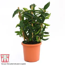 Kumquat - Citrus -Cheap Tree Foliage Store kumquat supplied