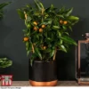 Kumquat - Citrus -Cheap Tree Foliage Store kumquat trellis1