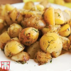 Potato 'T&M All Year Round Collection' -Cheap Tree Foliage Store ladych