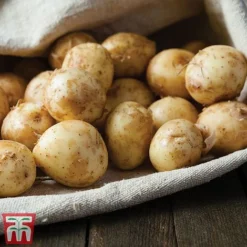 Potato 'T&M All Year Round Collection' -Cheap Tree Foliage Store ladychr