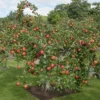 Apple 'Family Apple Tree' 1 Apple 'Family Apple Tree' -Cheap Tree Foliage Store lambo