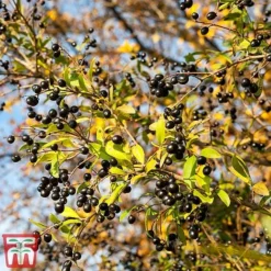 Ligustrum Vulgare -Cheap Tree Foliage Store ligustrum