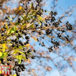 Ligustrum Vulgare -Cheap Tree Foliage Store ligustrum2