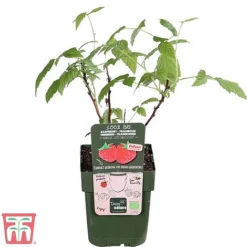 Raspberry 'Little Sweet Sister' -Cheap Tree Foliage Store lil rasp4