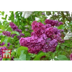 Syringa Vulgaris 'Andenken An Ludwig Späth' -Cheap Tree Foliage Store lilac second image