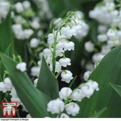 Everlasting Perennial Collection -Cheap Tree Foliage Store lily of the vally3