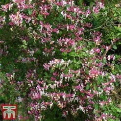 Honeysuckle 'Belgica' - Trellis -Cheap Tree Foliage Store loni bel