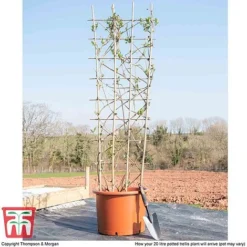 Honeysuckle 'Belgica' - Trellis -Cheap Tree Foliage Store loni bel1