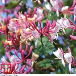 Honeysuckle 'Belgica' - Trellis -Cheap Tree Foliage Store loni bel5