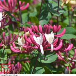 Honeysuckle 'Belgica' - Trellis -Cheap Tree Foliage Store loni bel6