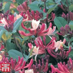Honeysuckle 'Dart's World' 8 Honeysuckle 'Dart's World' -Cheap Tree Foliage Store loni darts