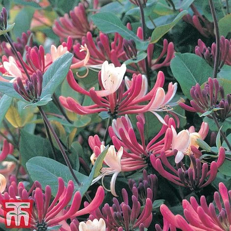 Honeysuckle 'Dart's World' 4 Honeysuckle 'Dart's World' - Image 2