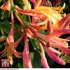 Honeysuckle 'Gold Flame' 1 Honeysuckle 'Gold Flame' -Cheap Tree Foliage Store loni gold