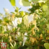 Honeysuckle 'Halliana' 1 Honeysuckle 'Halliana' -Cheap Tree Foliage Store loni hall2