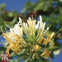 Honeysuckle 'Halliana' - Trellis 11 Honeysuckle 'Halliana' - Trellis -Cheap Tree Foliage Store loni halli2