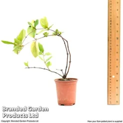 Honeysuckle 'Dart's World' 11 Honeysuckle 'Dart's World' -Cheap Tree Foliage Store lonice