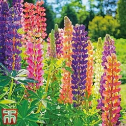 Everlasting Perennial Collection -Cheap Tree Foliage Store lupin russell13