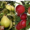 Apple & Pear Duo -Cheap Tree Foliage Store malus tduo