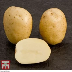 Potato 'T&M All Year Round Collection' -Cheap Tree Foliage Store mcprem