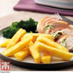 Potato 'T&M All Year Round Collection' -Cheap Tree Foliage Store mcprem2