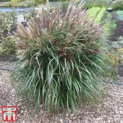 Miscanthus Sinensis 'Volcano' -Cheap Tree Foliage Store misc volc 2