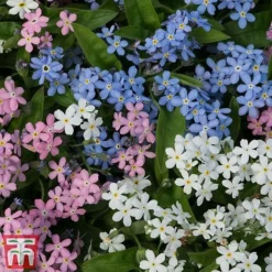 Forget-Me-Not Mixed -Cheap Tree Foliage Store mix my