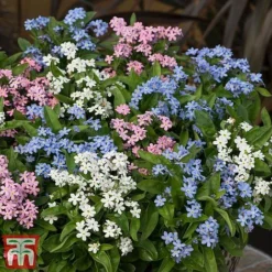 Forget-Me-Not Mixed -Cheap Tree Foliage Store mix mye