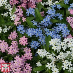 Forget-Me-Not Mixed -Cheap Tree Foliage Store mix myo