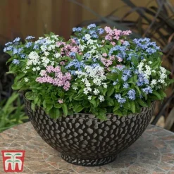 Forget-Me-Not Mixed -Cheap Tree Foliage Store mix myt