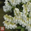 Pieris Japonica 'Mountain Fire' -Cheap Tree Foliage Store mountain fire 1