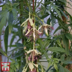 Clematis Napaulensis -Cheap Tree Foliage Store napal