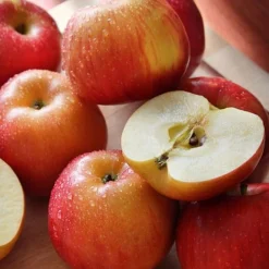 Apple 'Family Apple Tree' -Cheap Tree Foliage Store national apple day braeburn